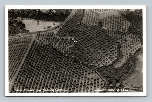 Olive Groves near Oroville California postcard by EASTMAN'S STUDIO