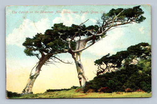 The Ostrich on the Seventeen Mile Drive near Pacific Grove California vintage postcard