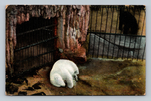 polar bear at lincoln park chicago 1907