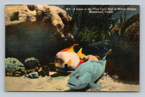 Scene in the 7-Ton Coral Reef at Marine Studios, Marineland, Florida with grouper and queen angel fish
