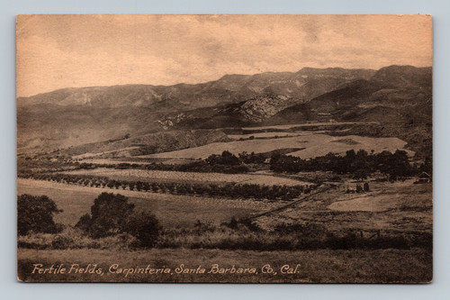 Fertile Fields in Carpinteria Santa Barbara California Antique Postcard