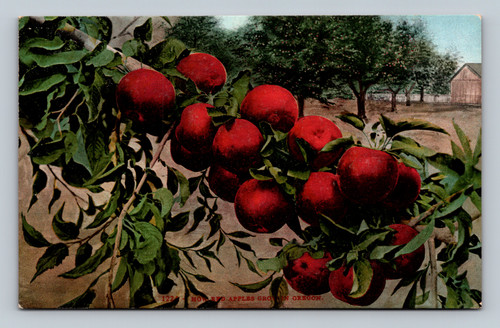 RFD Apples Grotain Oregon vintage postcard by Edw. M. Mitchell