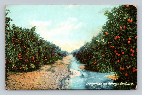 Irrigating an Orange Orchard in Los Angeles California vintage postcard