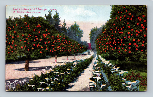 Calla Lilies and Orange Trees Midwinter Scene San Jose California postcard