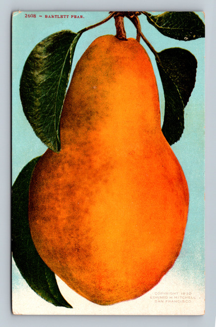 Bartlett pear postcard from San Francisco by Edward H. Mitchell