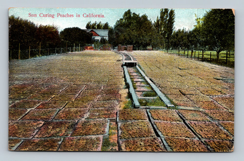 Sun Curing Peaches in California 1913 postcard