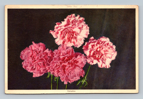 Carnation flower postcard published by Edition Stehli in Switzerland