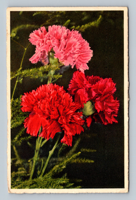 Dianthus flower postcard from Switzerland by Edition Stehle