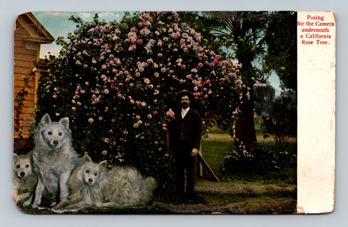 Posing for the Camera underneath a California Rose Tree in California