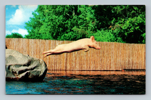 Ralph performing a swine dive at Aquarena Springs San Marcos Texas postcard