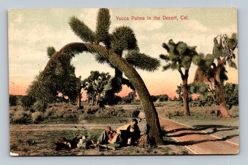 Yucca Palms in the Desert California postcard by Newman Post Card Co.