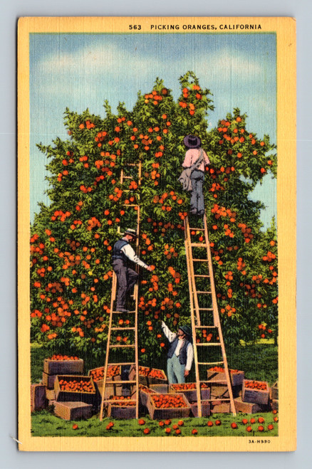 Picking oranges in California postcard by Western Publishing & Novelty Co.