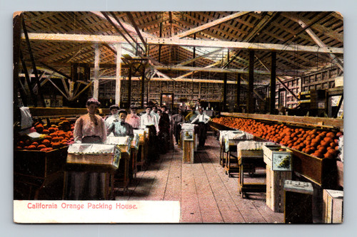 California Orange Packing House postcard by Newman Post Card Co. Los Angeles