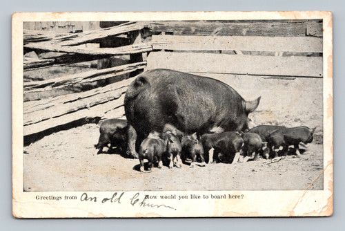 Greetings from an old le hum postcard with 1909 One Gena Lion stamp