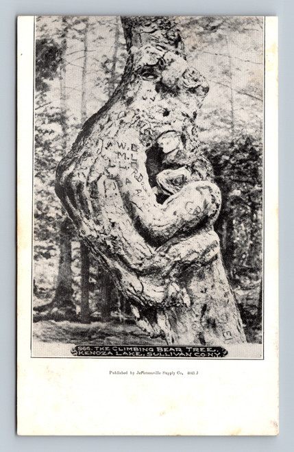The Climbing Bear Tree at Kenoza Lake in Sullivan County