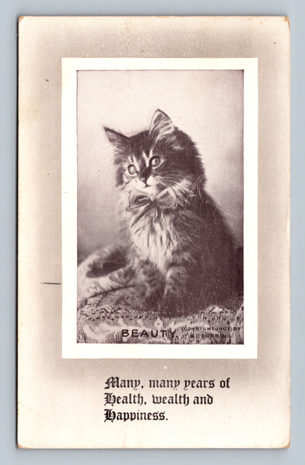 fluffy cat portrait