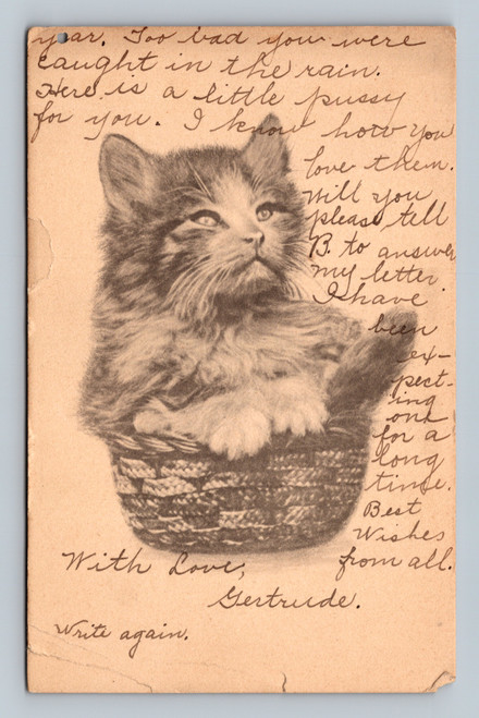 Fluffy cat in basket