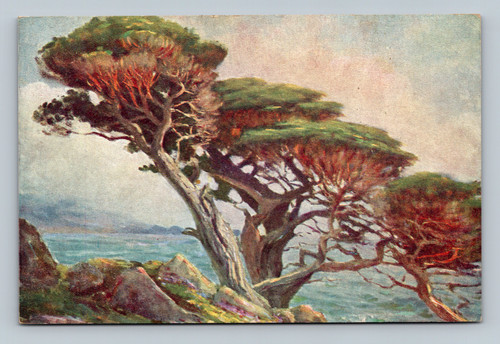 Monterey Cypress tree painting by Wm. Adam