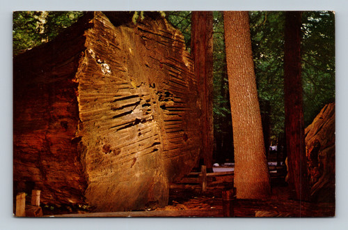Large tree with auger marks at Calaveras Big Trees State Park