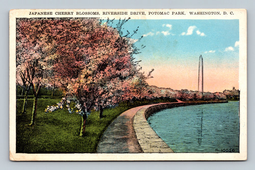 Japanese cherry blossoms along Riverside Drive at Potomac Park Washington DC postcard