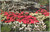 Mitchell Park Horticultural Conservatory -Poinsettias and Cyclamen in Christmas Show