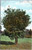 Florida orange tree divided back postcard