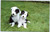 Black and white dogs in grass