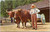 Old Sturbridge Village - farmer in suspenders with Ox and cart