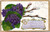 Violets - world worth living in - general Greeting - Posted Boone Iowa 1911