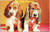 Basset Hound puppies
