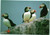 Four Puffins on a rock