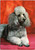 French Poodle on red background - Pierre