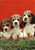 Lovable puppies - Beagles