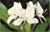 Postcard White Ginger Blossoms