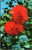 Postcard Hawaii - Scarlet Ohia Lehua tree blossom