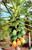 Postcard Papaya Blossoms and Fruit