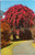 Bougainvillea Vine covering a tree on the Punahou School campus in Honolulu (31-19-197)