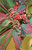 Red and Green Ti Plants, Hawaiian Islands