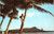Postcard Hawaii - Boy climbing coconut tree Waikiki Beach