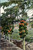 Papaya Papaia Trees Honolulu