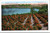 An Orange Grove in Florida   (32-20-237)