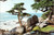Postcard CA Pebble Beach - Pescadero Point Cypress