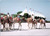 UAE Camel procession