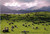 Southland - pasture located near Te Anau