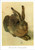 Hare by Albrecht Dürer