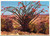 Spring Brings out Ocotillo Blooms