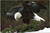Bald eagle landing on branch - from National Audubon Society