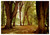 Postcard UK Eng Lyndhurst - Beech Trees at Mark Ash Wood