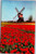 tulips with windmilll