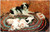DOG - Sleepy Heads - Mom Dog and sleeping puppies on a rug in field